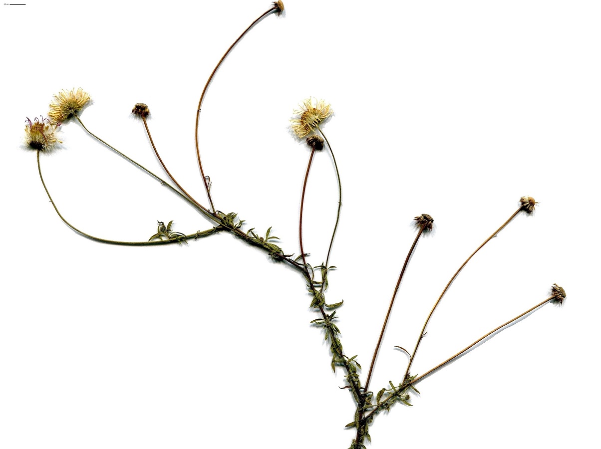 Erigeron karvinskianus (Asteraceae)